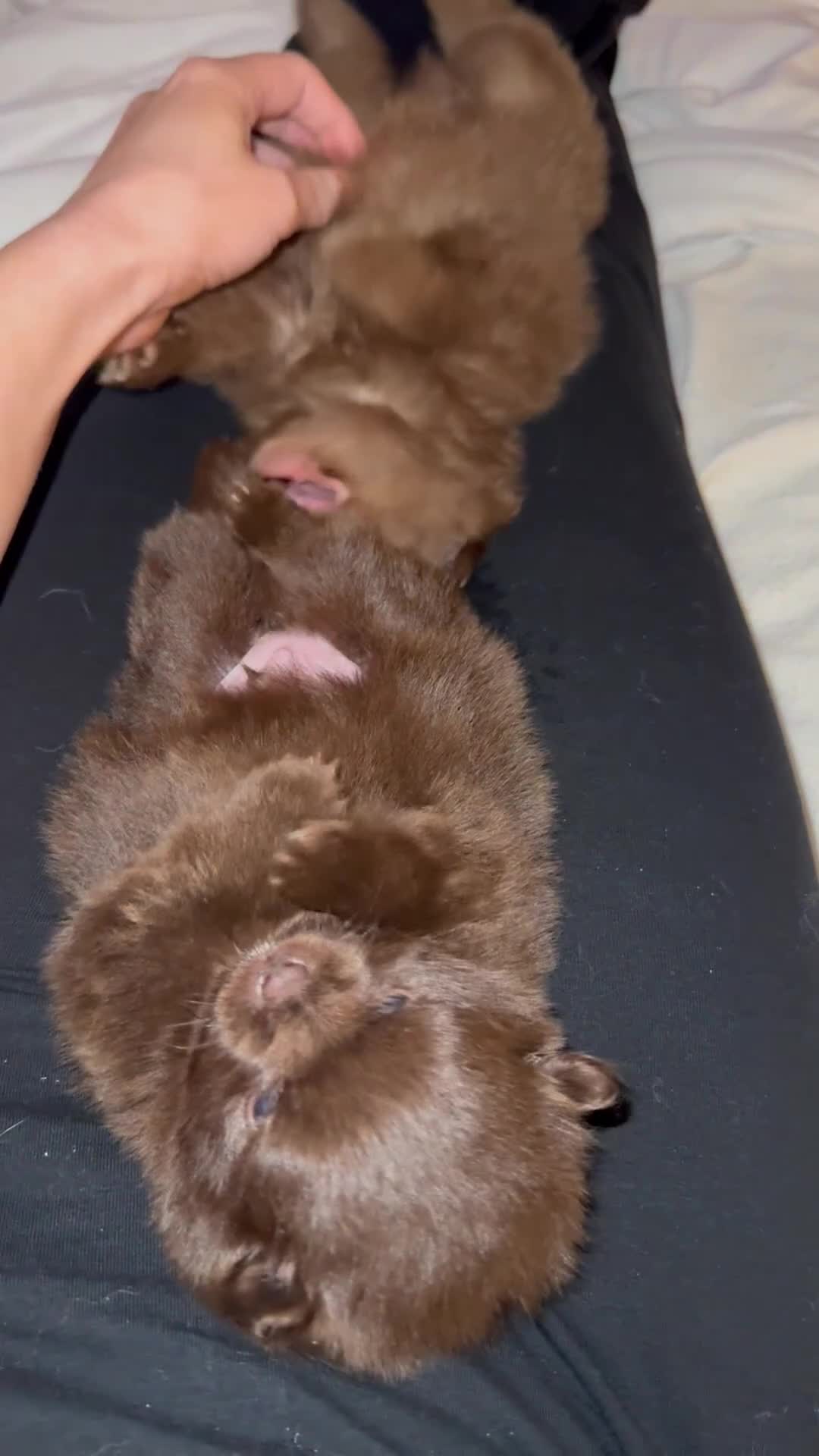 Pomeranian dogs for sale: *READY 24th Dec! x2 small boy poms for sale - Video 1