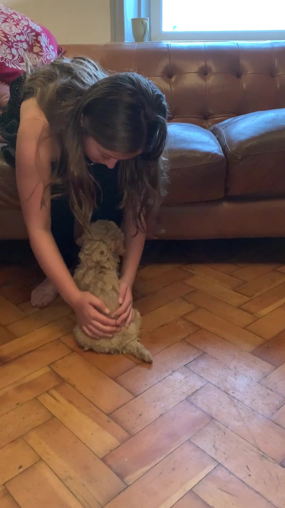 Cockapoo dogs for sale: Cute as Buttons! Cockapoo Puppies for Sale - Video 2