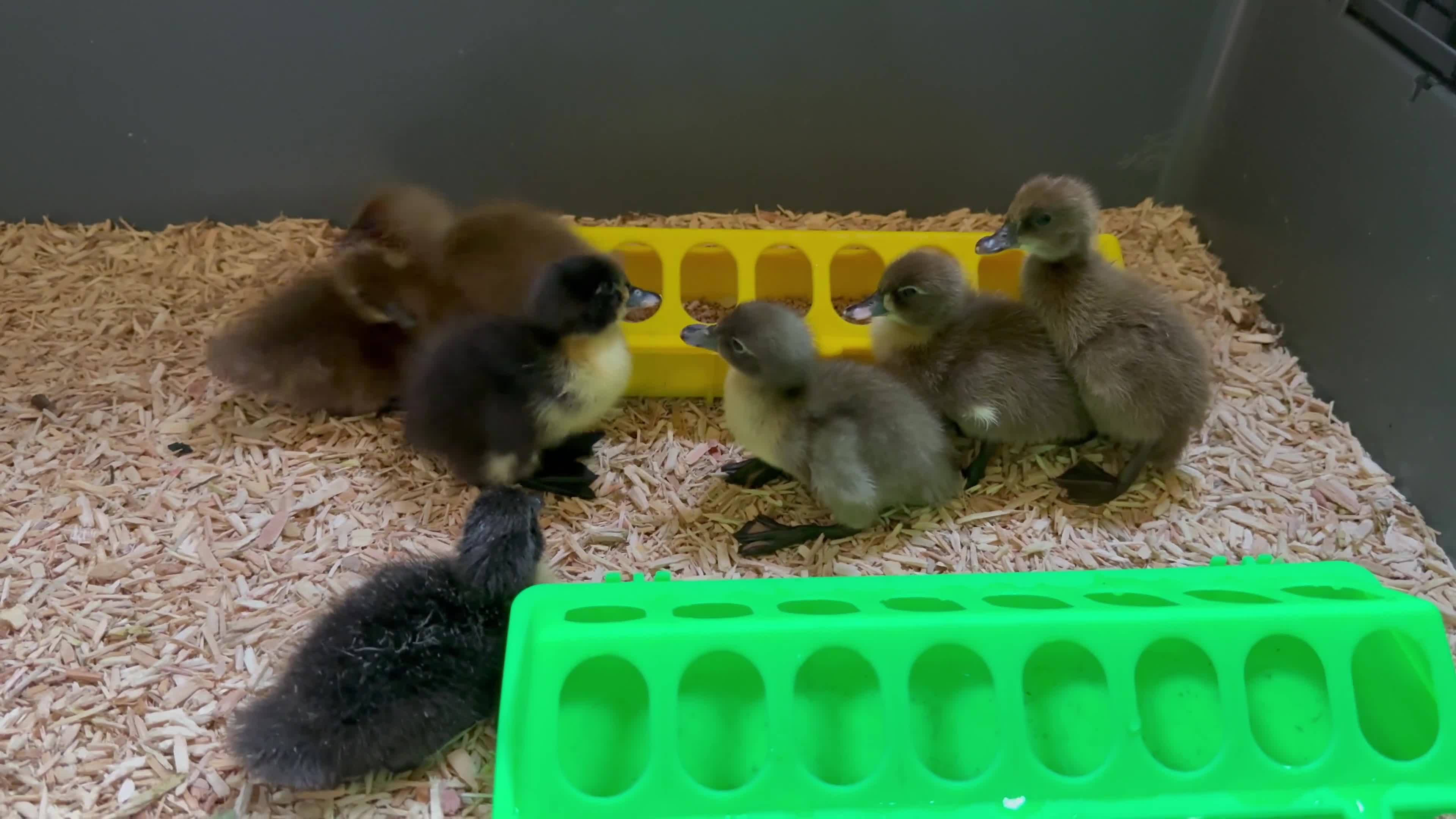 Ducks poultry for sale: Runner ducklings  in Ossett - Video 1