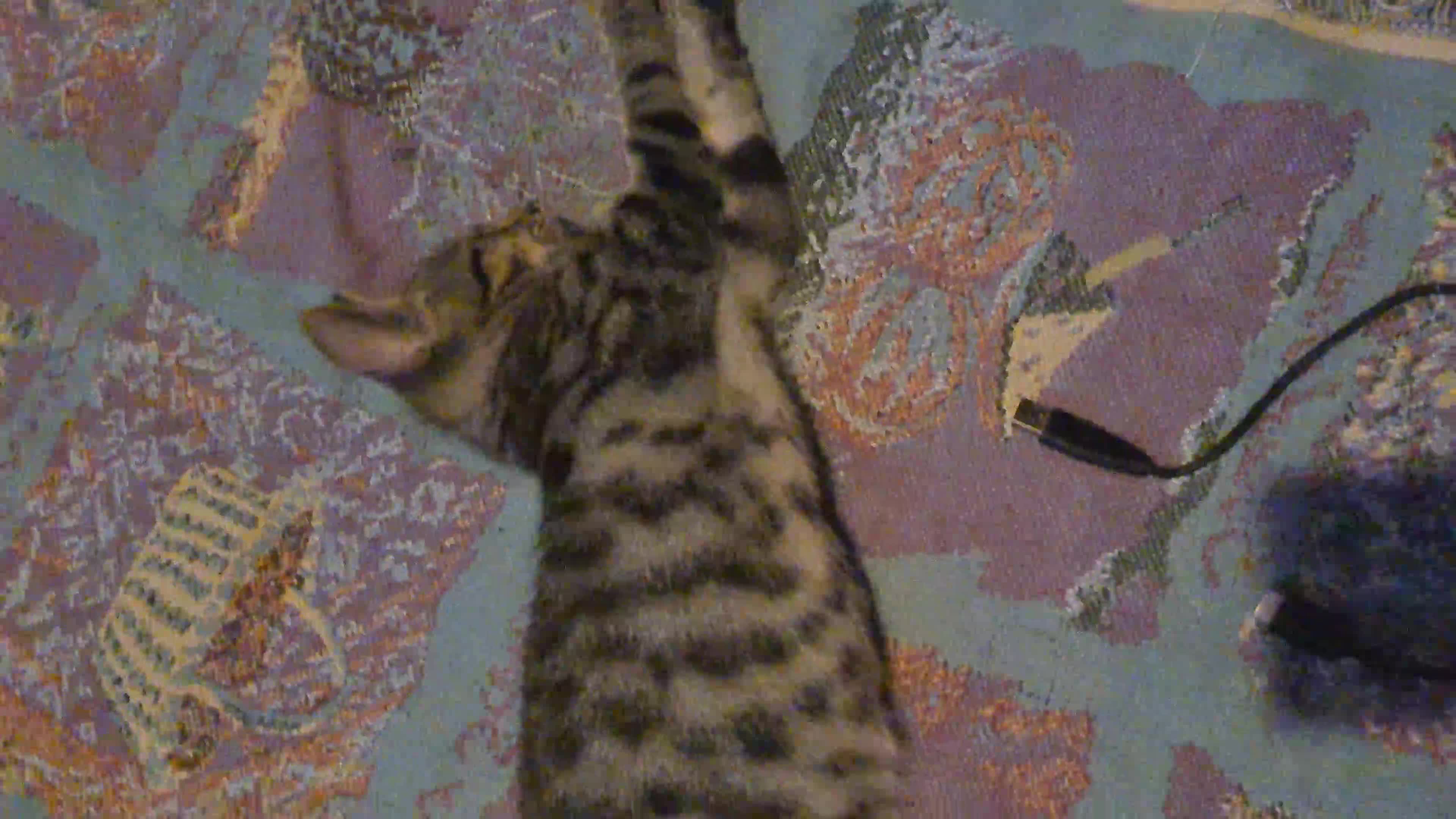 Bengal cats for sale: Mixed bengal kittens   - Video 2