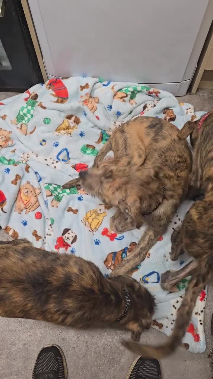 Lurcher dogs for sale: Brindle Lurcher Males ready now  - Video 1