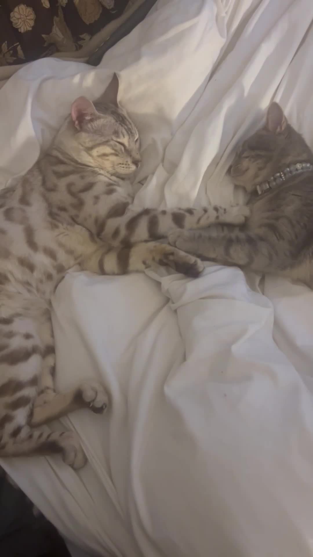 Mixed Breed cats for sale: Stunning British short hair x Bengal kittens  - Video 1