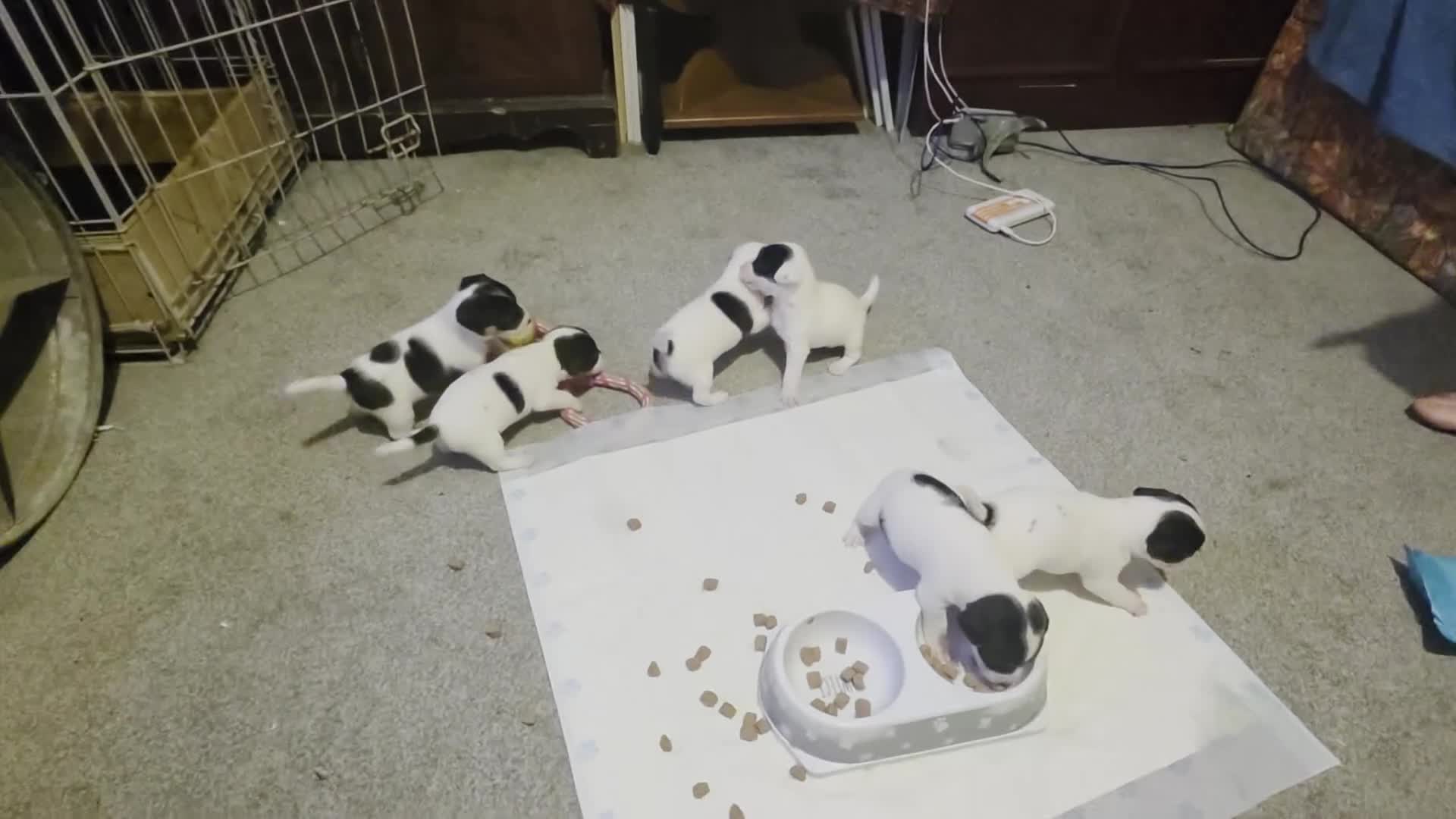 Jack Russell dogs for sale: Jack Russell  puppys   - Video 1