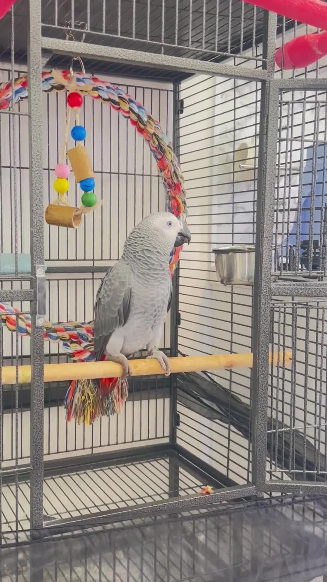 Parrots birds for sale: African Grey 6 Months Old Male Fully Hand Tame  in Bradford - Video 1