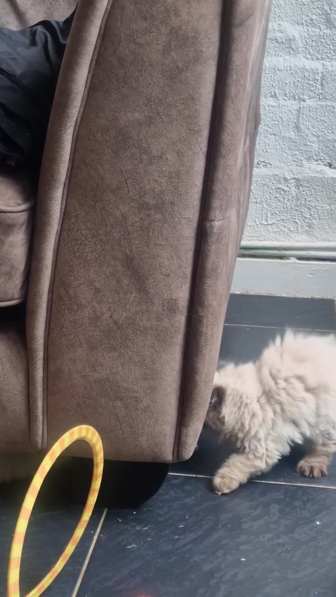 Persian cats for sale: Blue point, doll face, persian kittens - Video 1