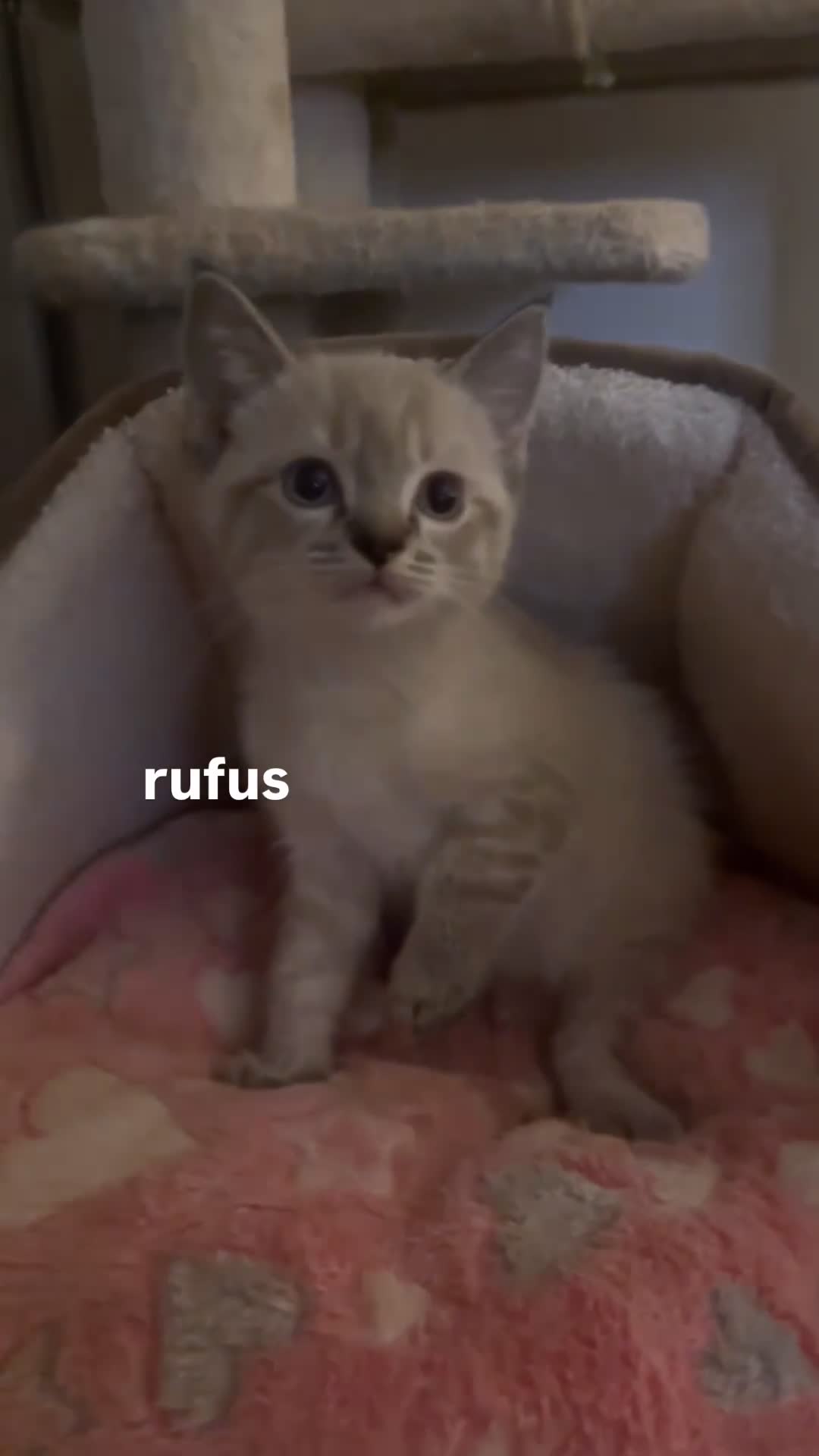 Ragdoll cats for sale: Baby Boy ragdoll kitten - READY NOW  - Video 1