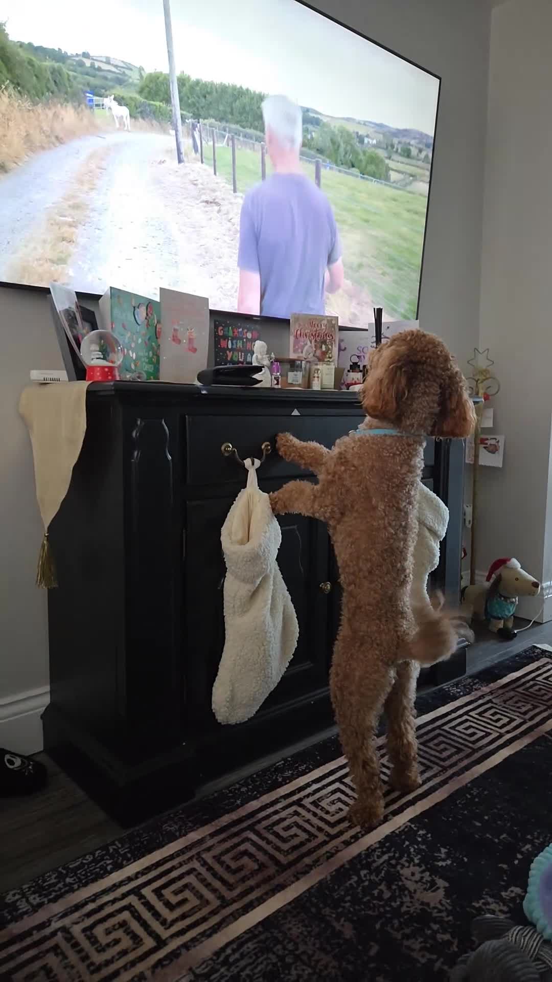 Cockapoo dogs for stud: ** STUD **  - Video 1