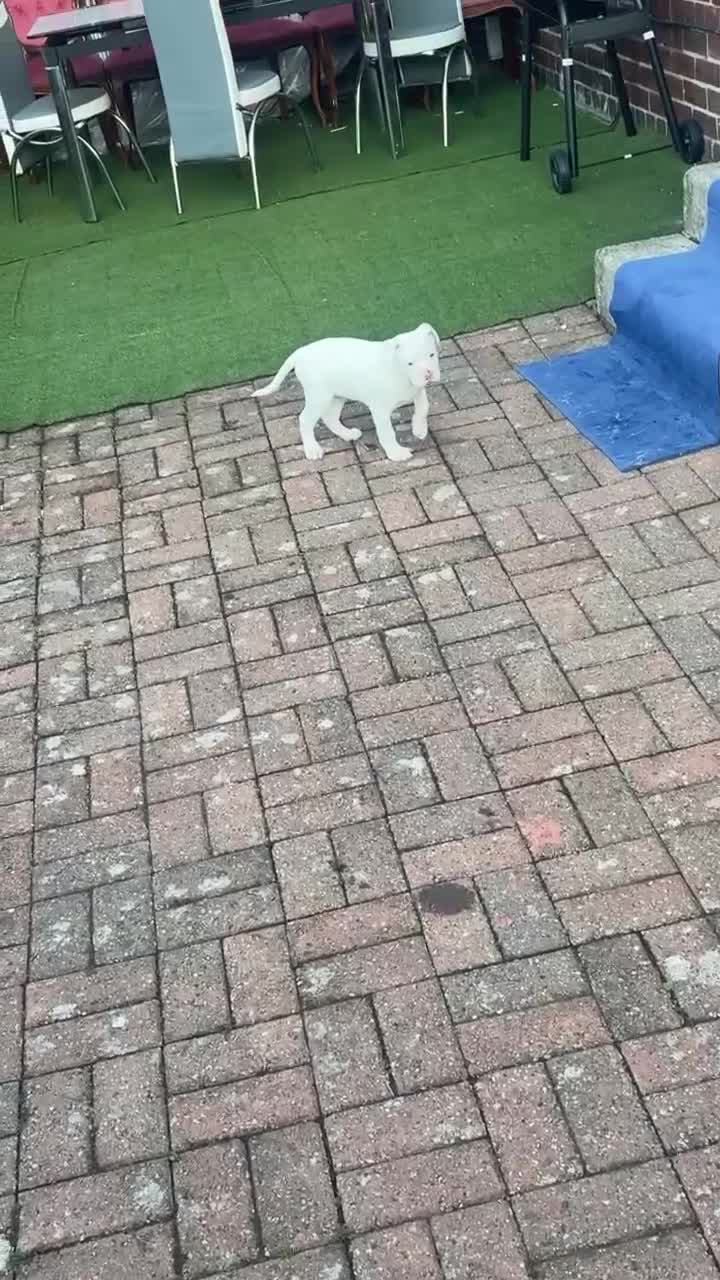 American Bulldog dogs for sale: American bulldog (johnson type) - Video 1