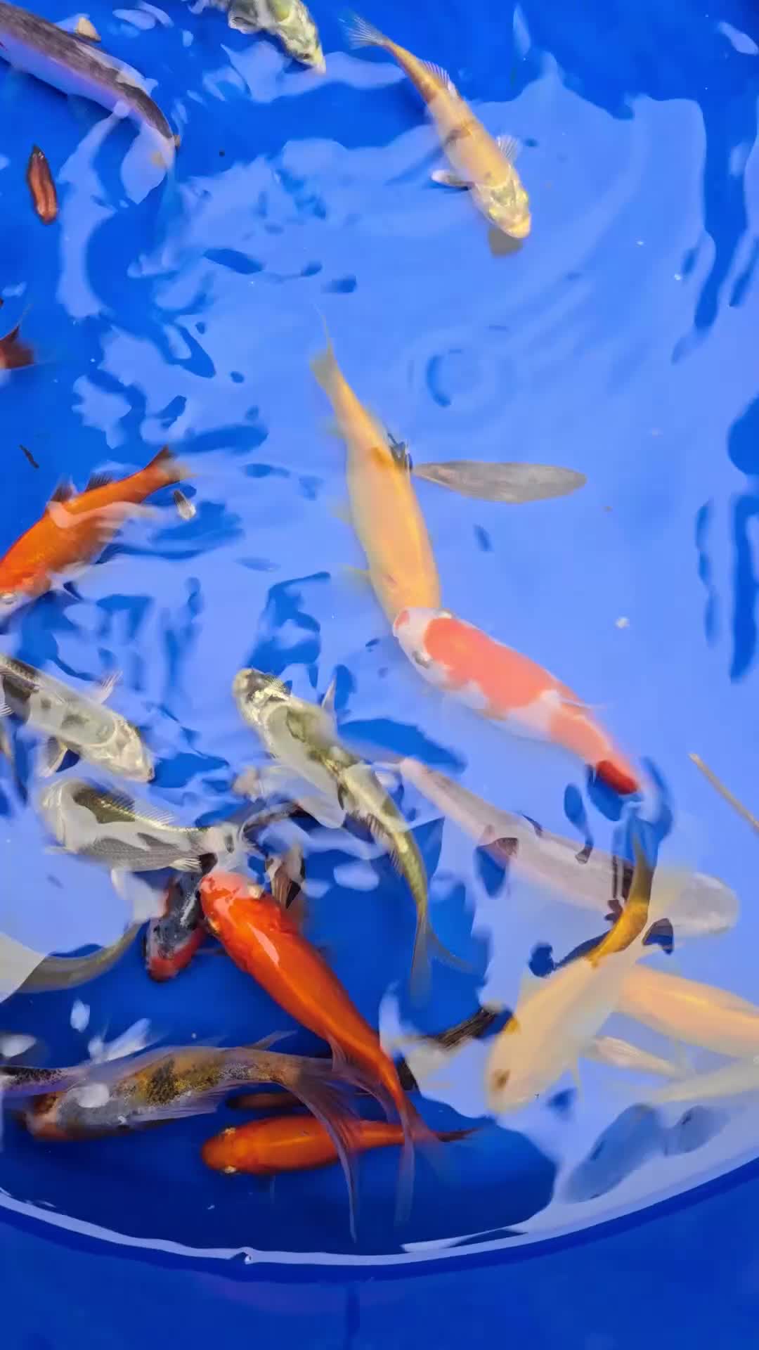 Other/Mixed Breed fish for sale: Pond fish  in Oldham - Video 1