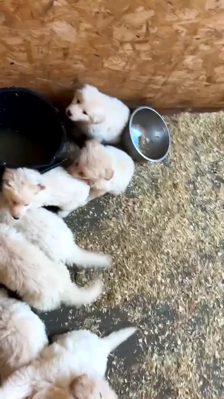 German Shepherd dogs for sale: German Shepherd puppies  - Video 1