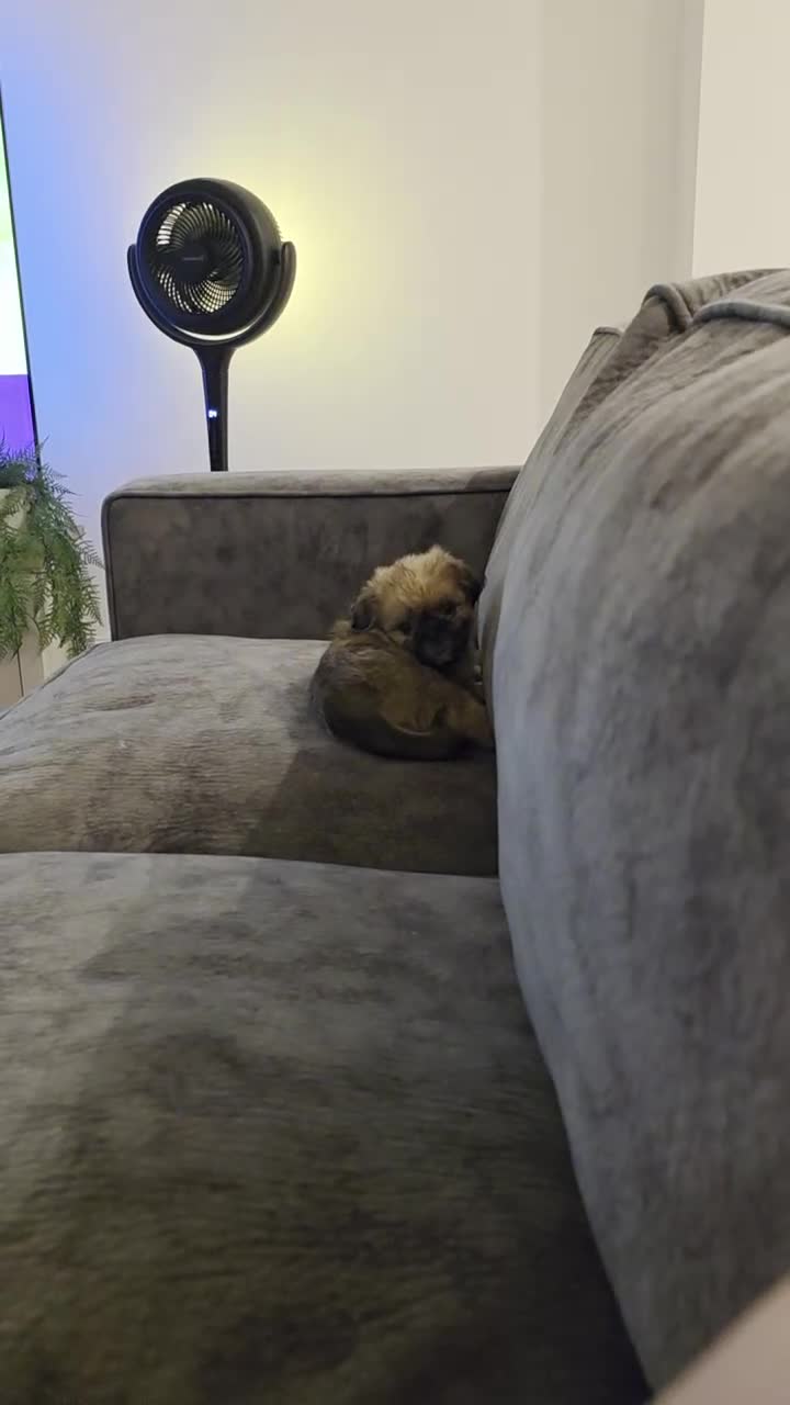 Shih Tzu dogs for sale: Imperial Shihtzu - Video 1