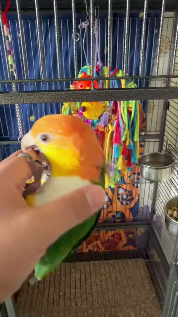 Parrots birds for sale: Yellow-Sided Caique – Cage, Toys & Food Included in Middlesbrough - Video 1