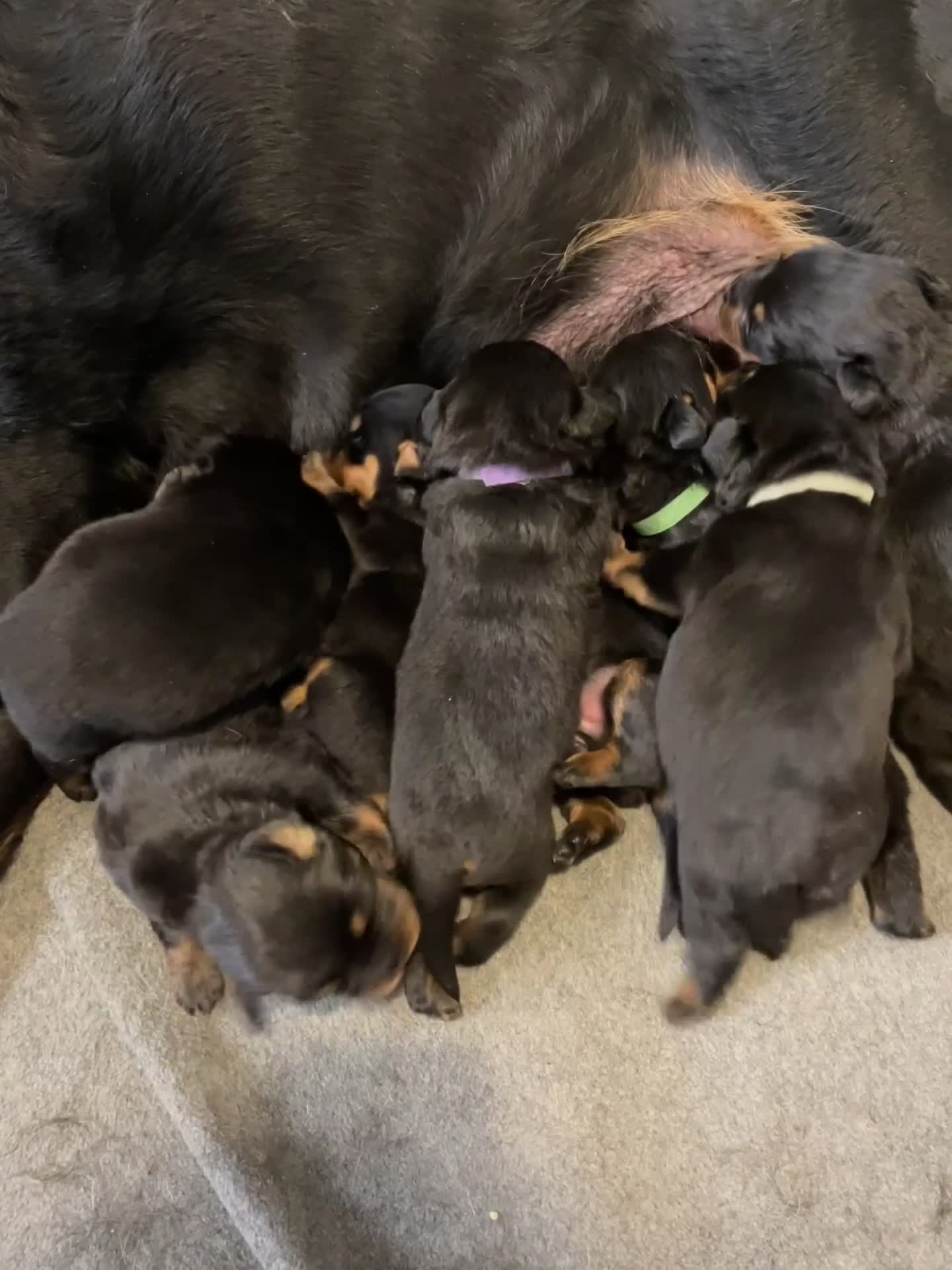 Rottweiler dogs for sale: Ready now female Rottweiler puppy  - Video 1