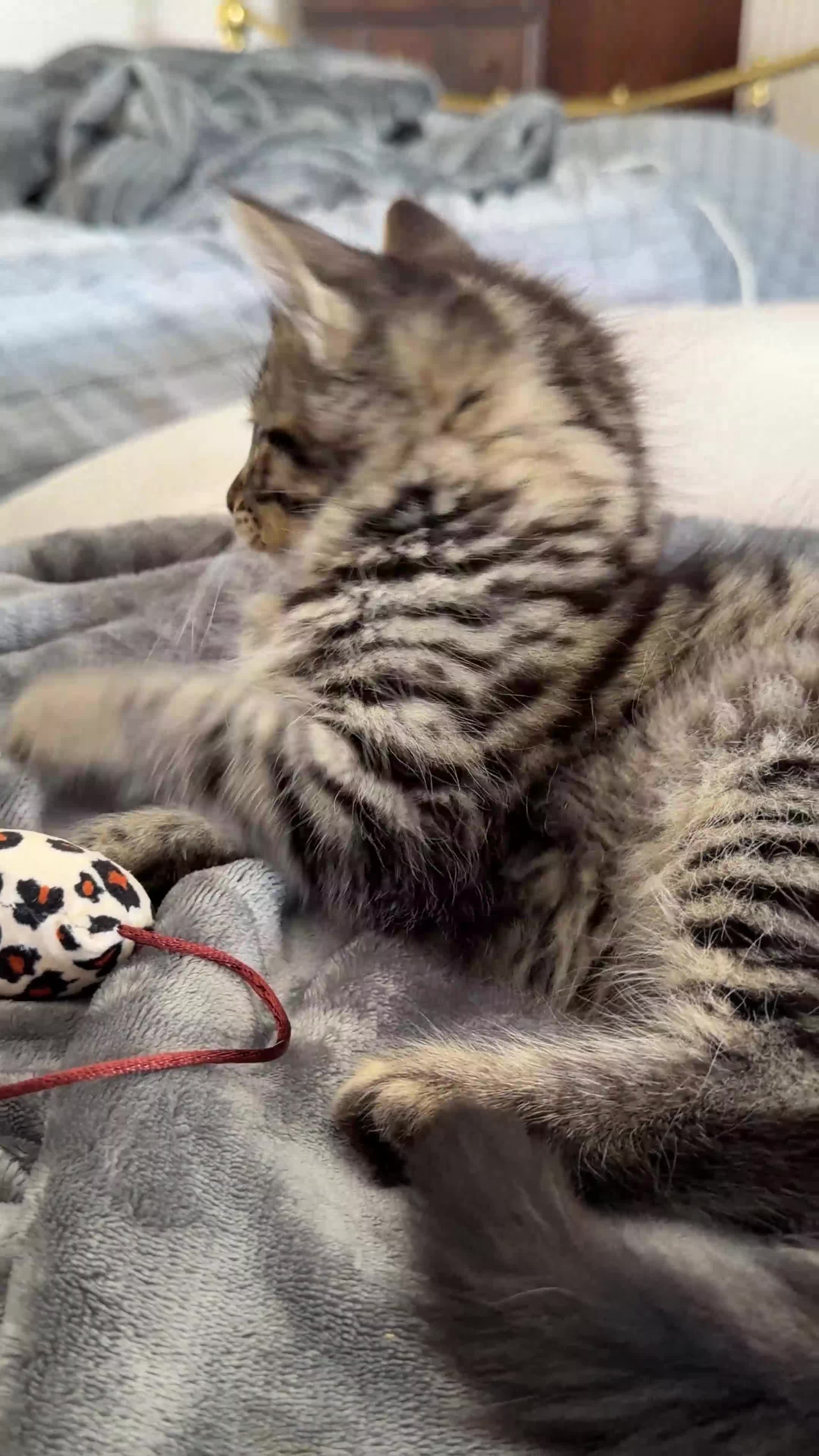 Mixed Breed cats for sale: Beautiful long haired male mixed kitten for sale - Video 1
