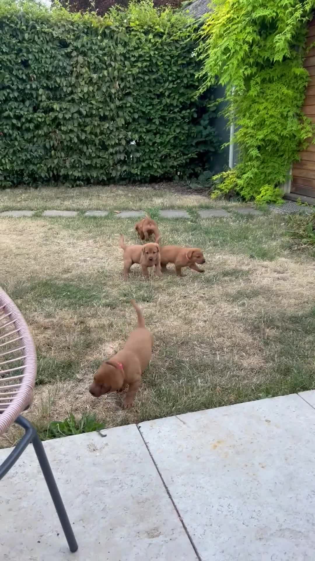 Labrador Retriever dogs for sale: KC Registered Fox Red Labrador Puppies in Cambridge - Video 3