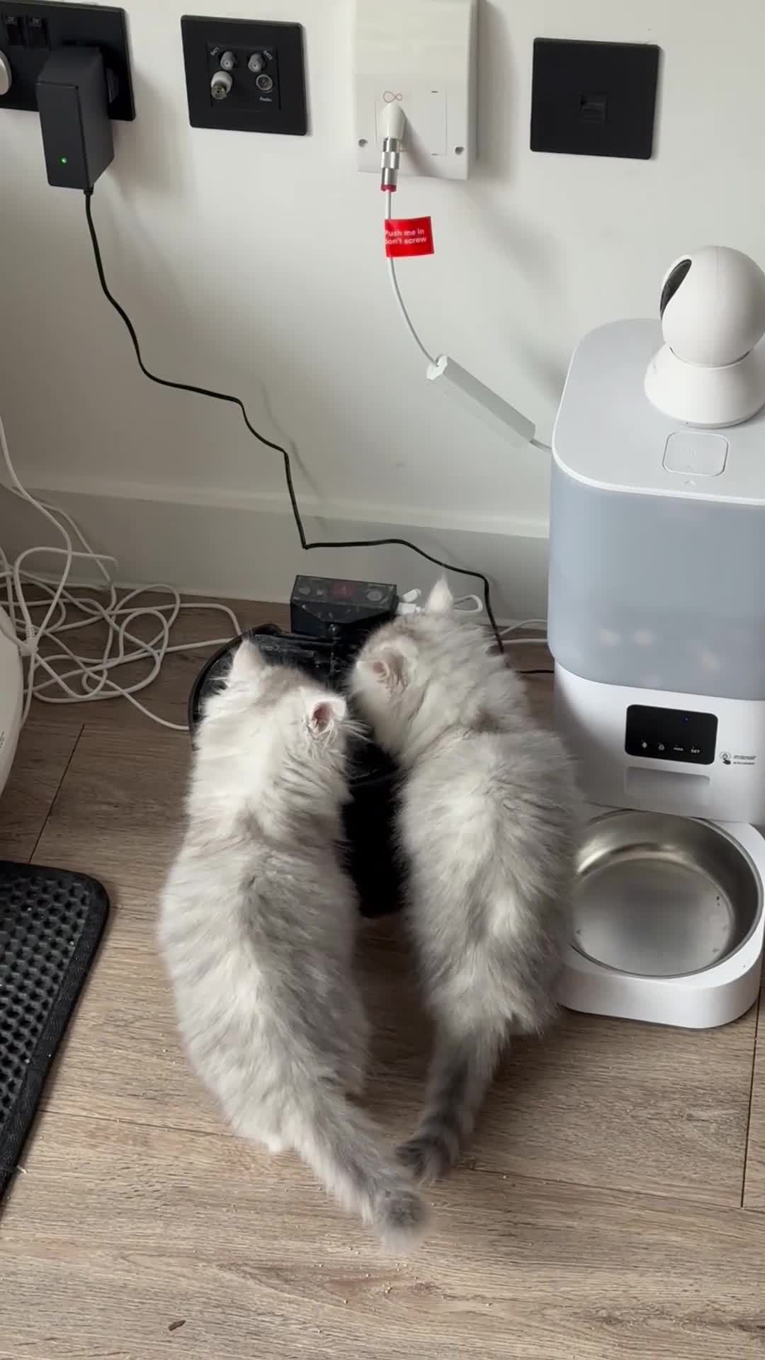 Persian cats for sale: little female chinchilla for sell in Manchester - Video 1