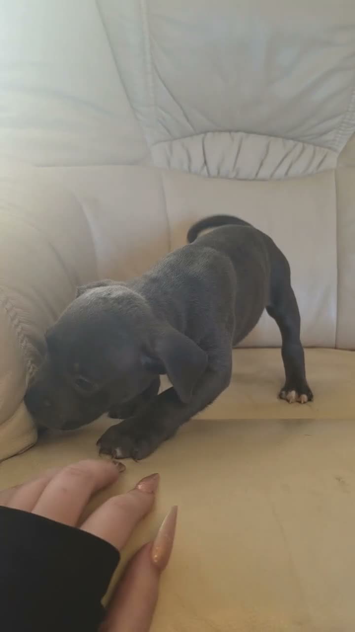 Mixed Breed dogs for sale: Staffy x American bulldog  - Video 1