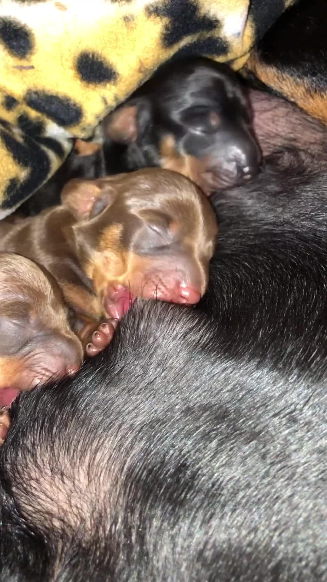 Miniature Dachshund dogs for sale: Miniature Dachshunds for sale - Video 4