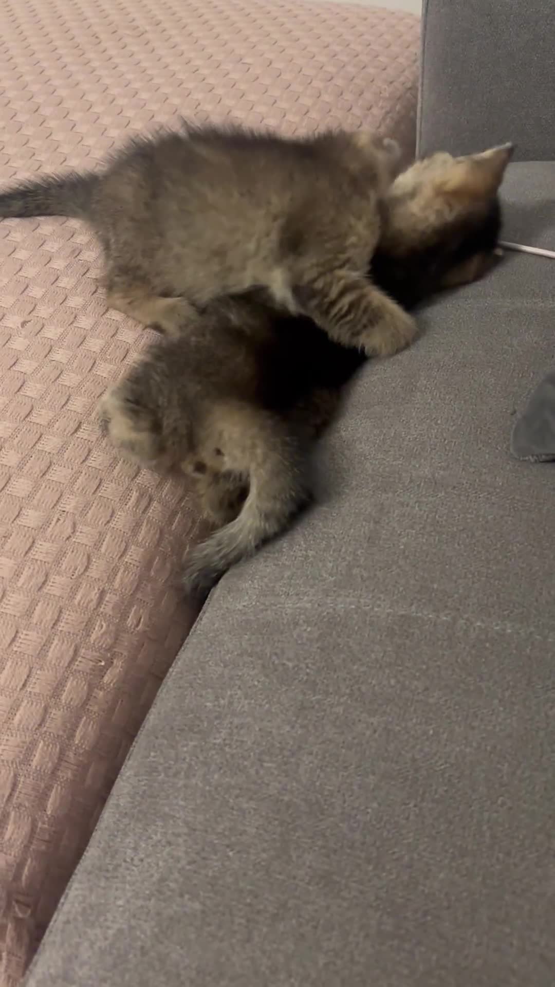 British Shorthair cats for sale: 4 adorable kittens looking for a new home  - Video 1