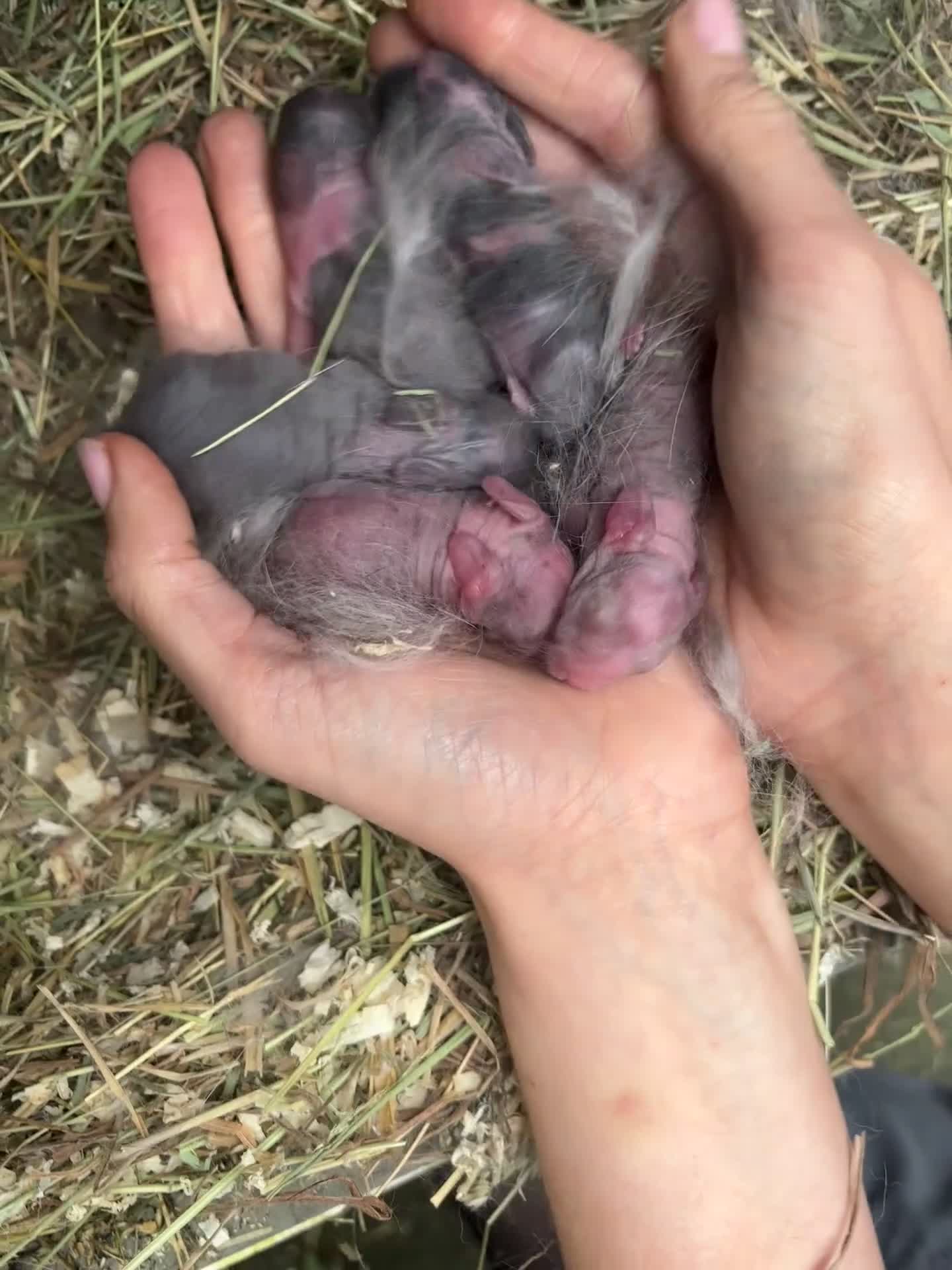 Mini Lop rabbits for sale: Mini lop babies - Video 1