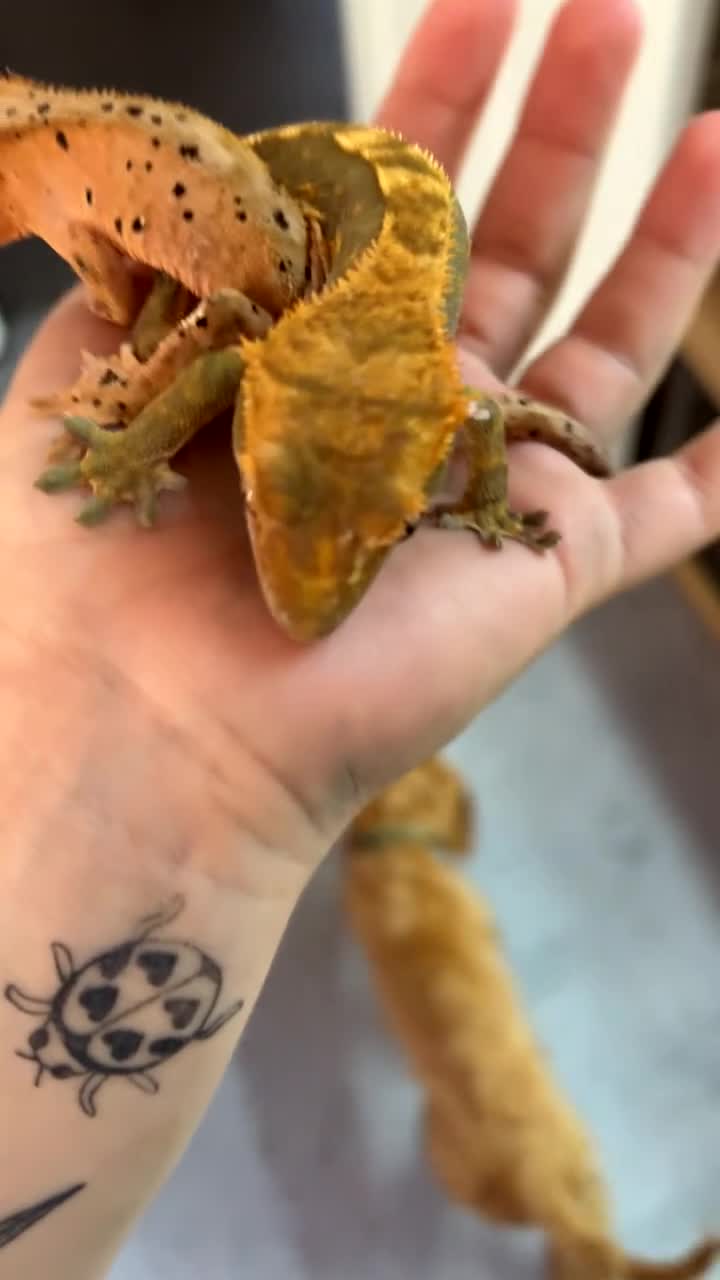 Gecko reptiles for sale: Crested Gecko Pair in Camberley - Video 1