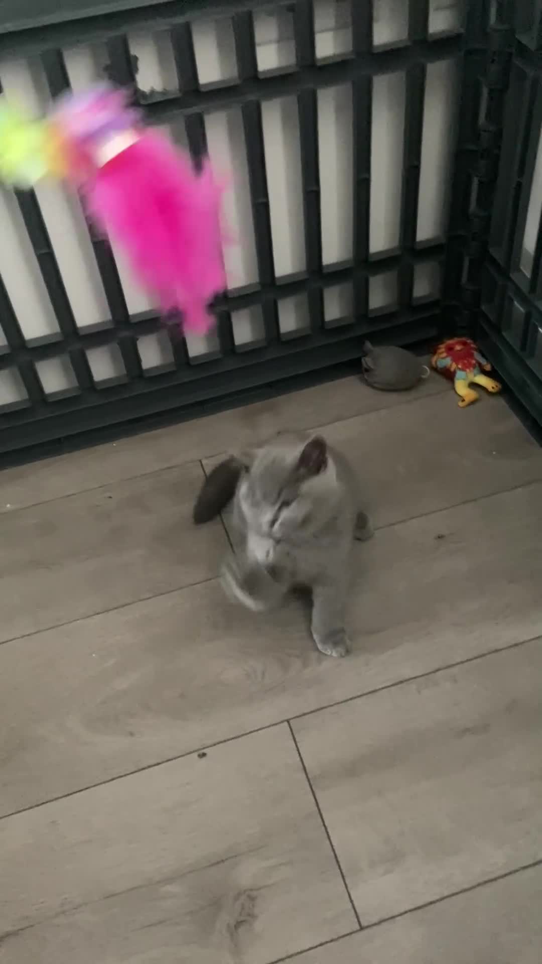 British Shorthair cats for sale: 1 gccf reg blue boy left  - Video 1