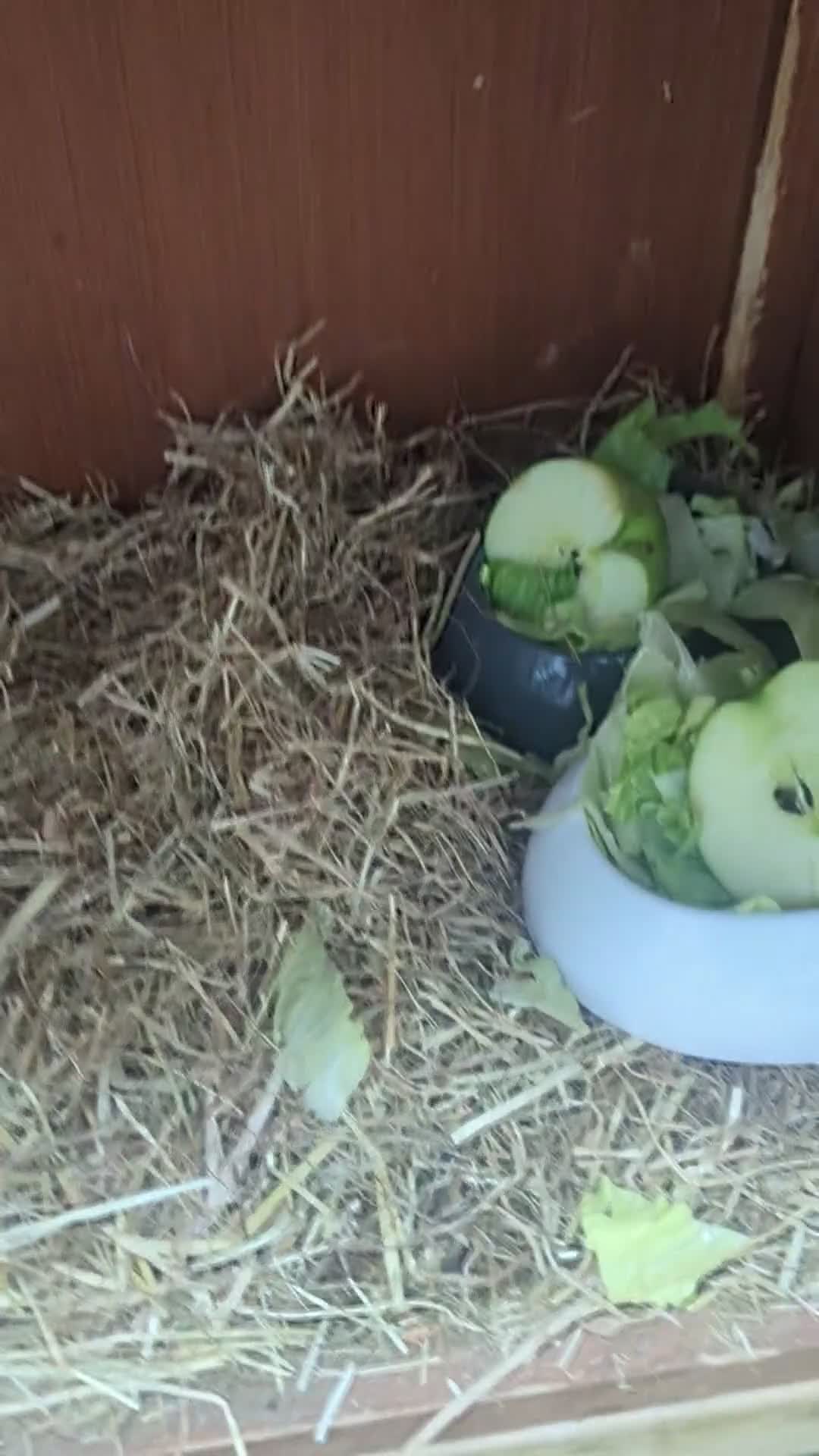 Guinea Pig rodents for sale: X2 male guinea pigs - Video 1