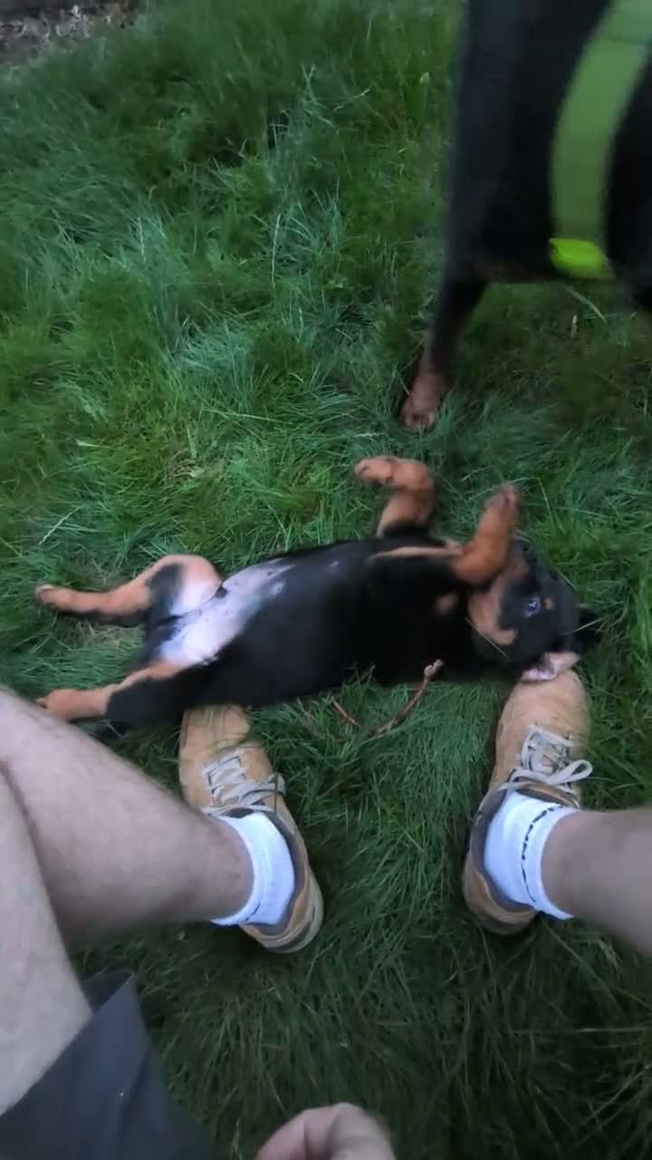 Rottweiler dogs for sale: KC Reg Male Rottie pup - Video 2