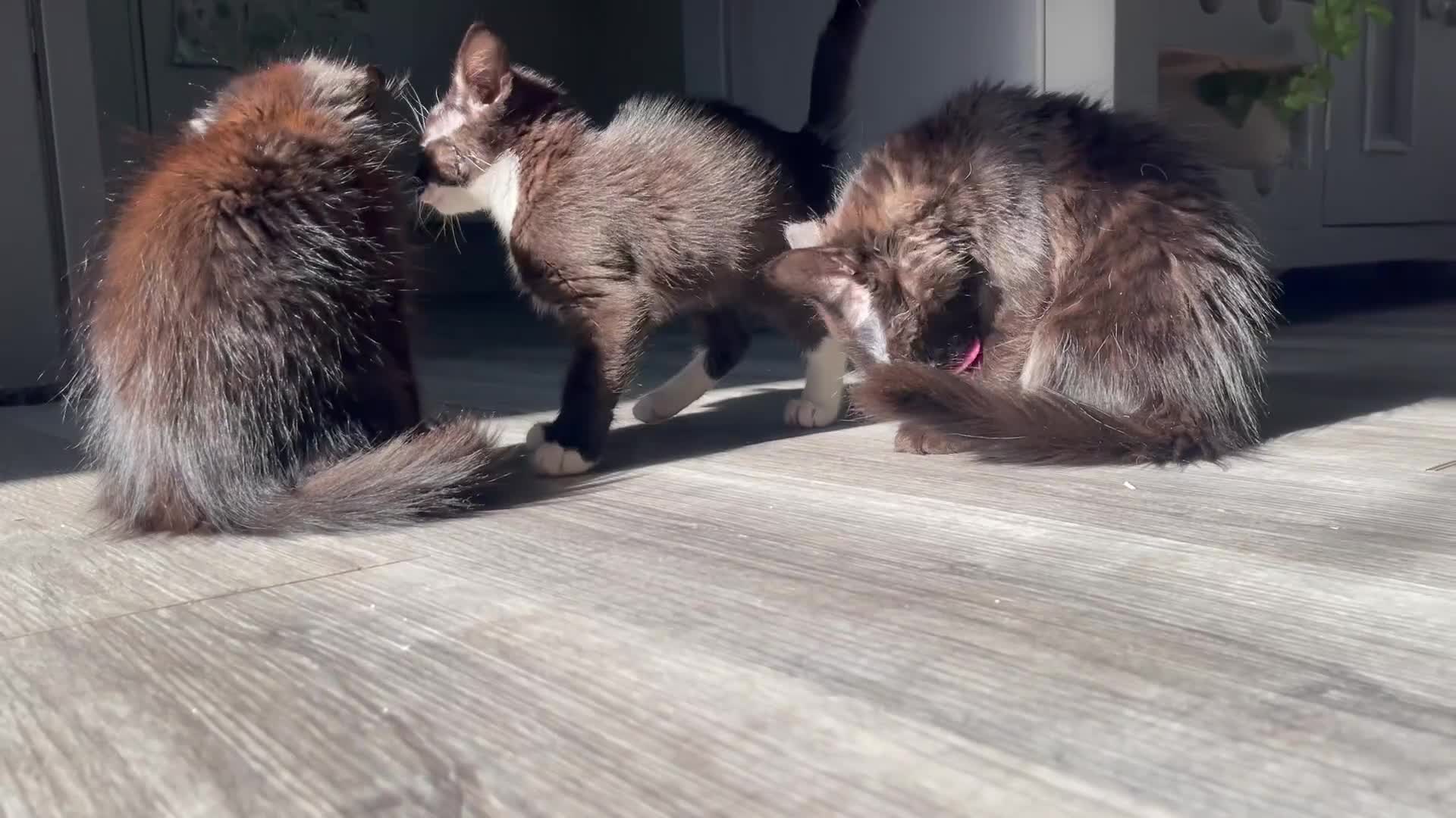 Norwegian Forest Cat cats for sale: Norwegian Forrest kittens 🐈‍⬛  - Video 2
