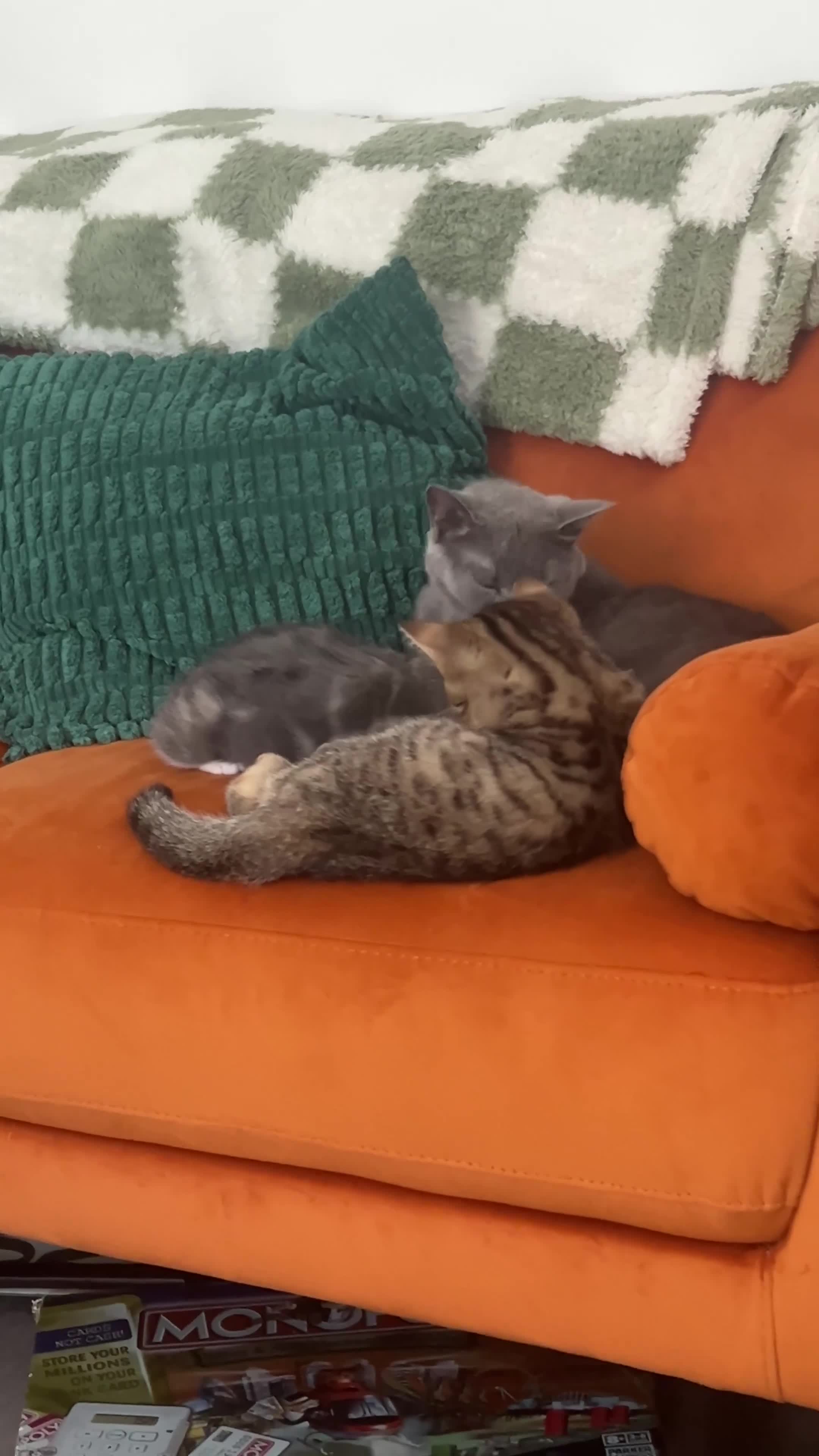 Mixed Breed cats for sale: British short hair/bengal tabby kitten - Video 2
