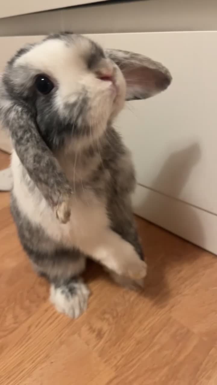 Mini Lop rabbits for sale: Mini lop bunny for sale - Video 1