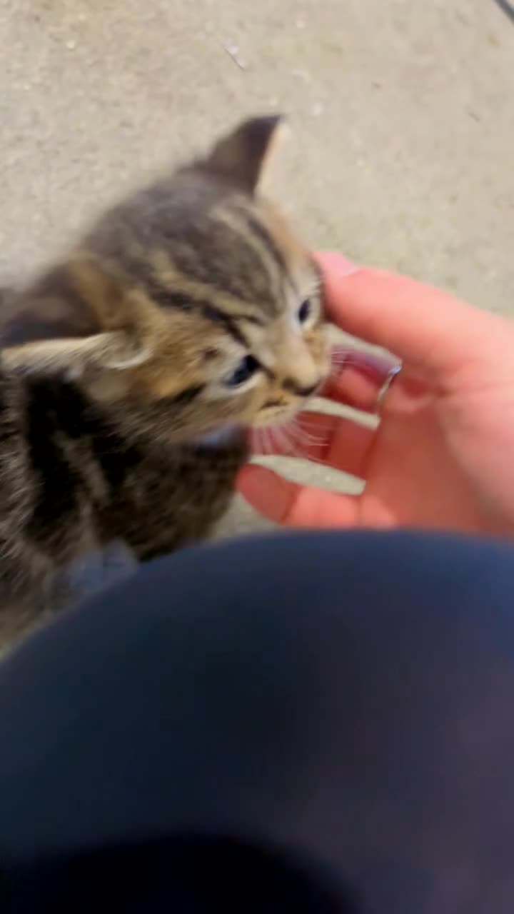 Domestic Shorthair cats for sale: Turkish angora/siamese X Torbie kittens  - Video 1