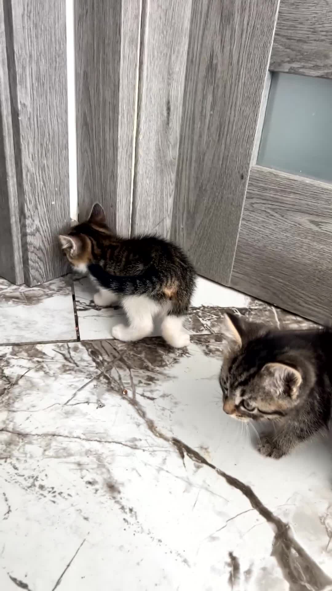 Domestic Shorthair cats for sale: 5 Tabby kittens - Video 1