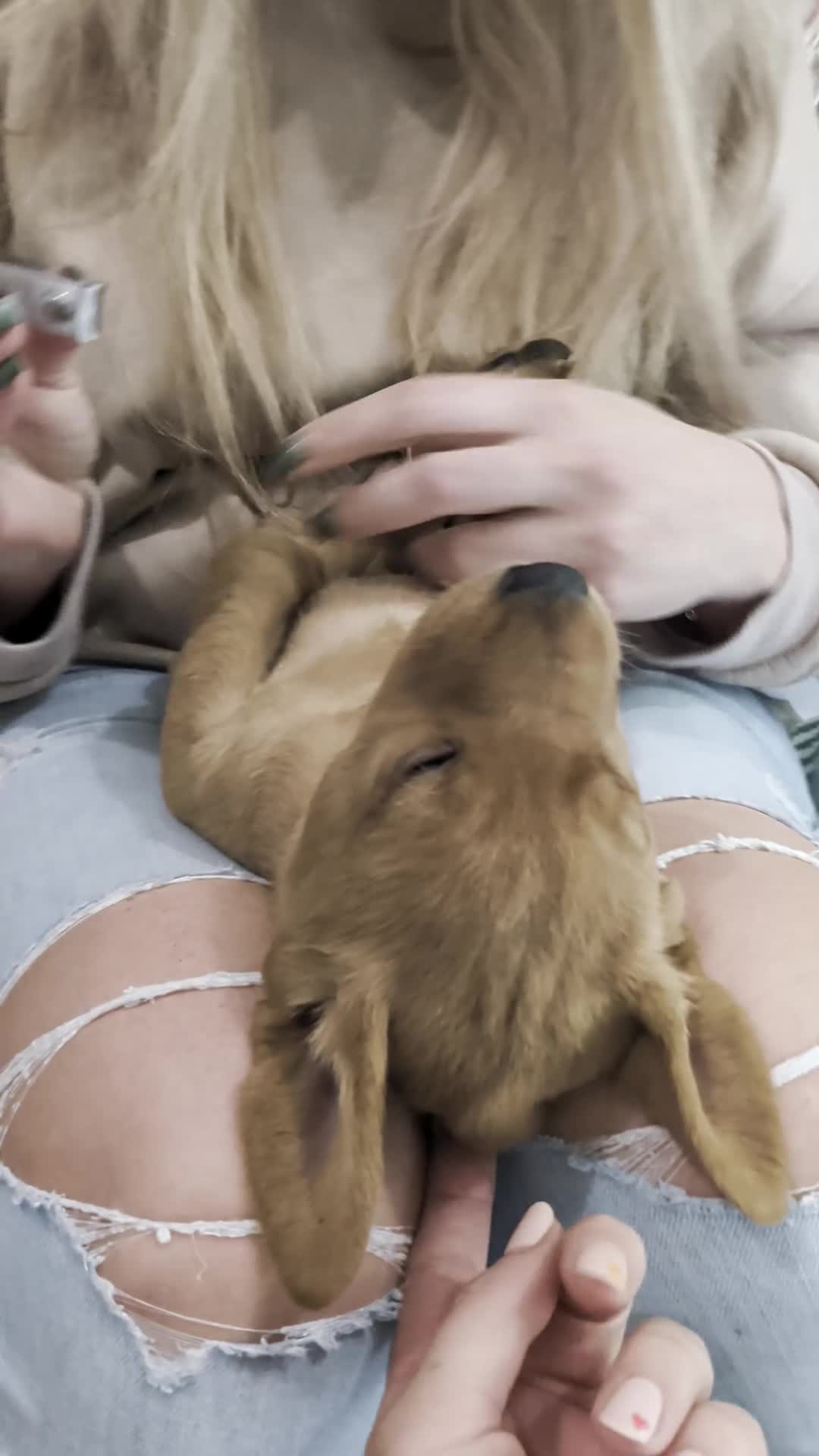 Labrador Retriever dogs for sale: Two gorgeous KC Fox Red Labrador boys left - Video 1