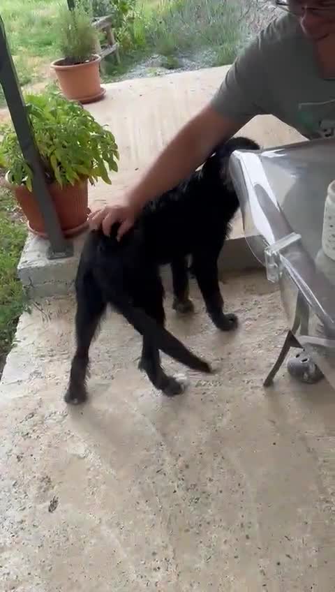 Mixed Breed dogs for adoption: TARMAC - a handsome young boy for a Loving Home - Video 3