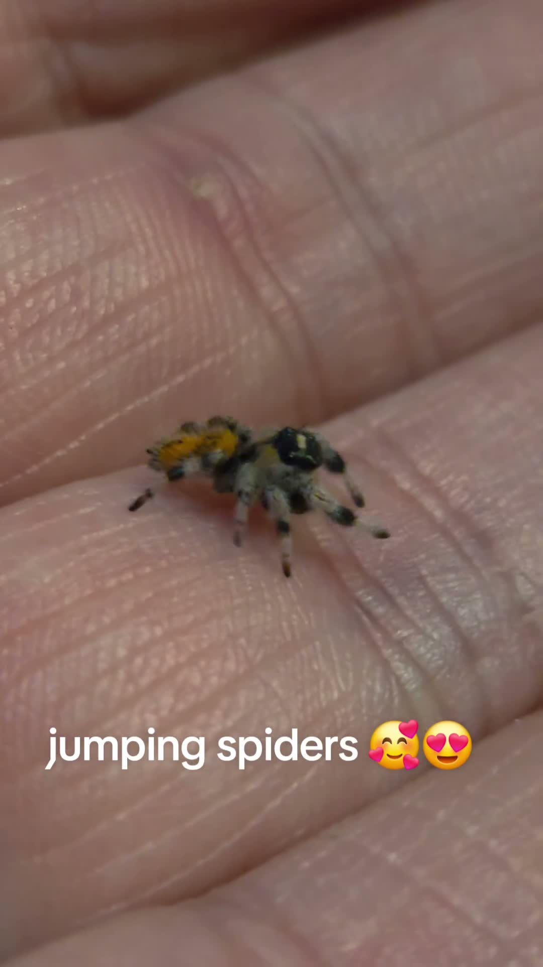 Spiders invertebrates for sale: Soroa jumping spiders in Redcar - Video 1