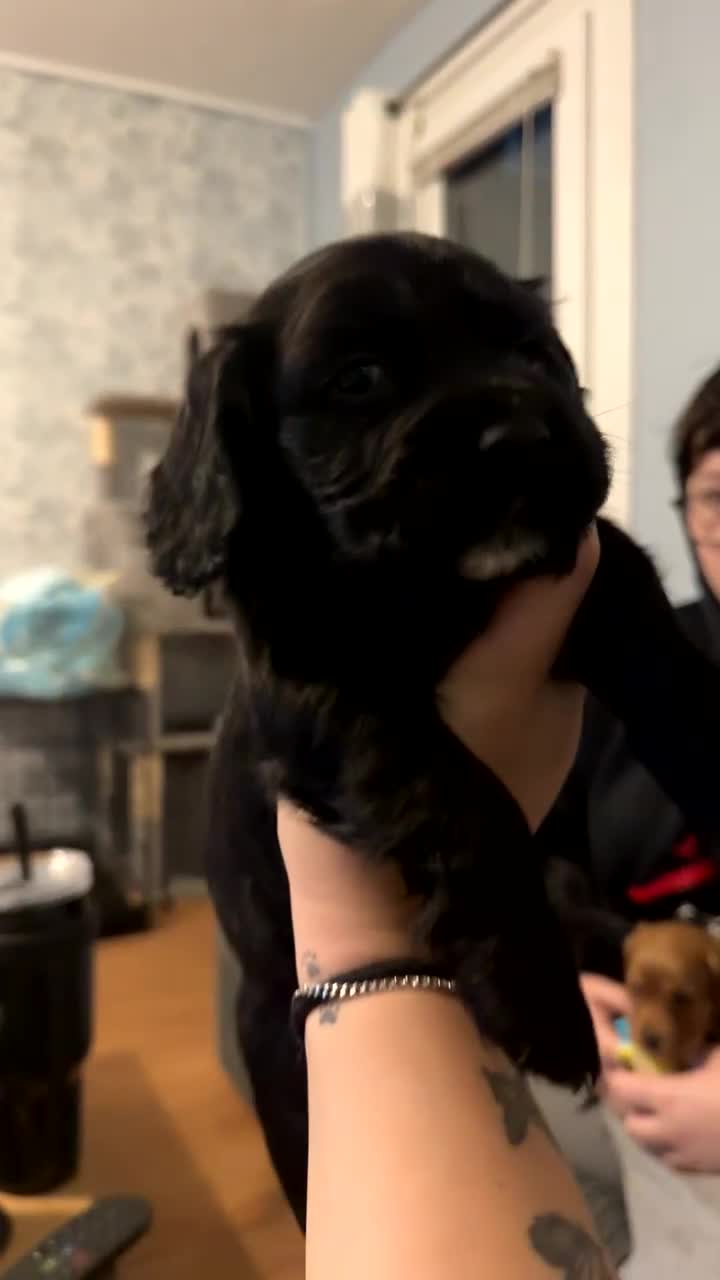 Cocker Spaniel dogs for sale: 2 Cocker Spaniel puppies - Video 2