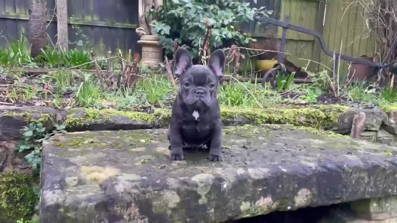 French Bulldog dogs for sale: Last little girl ready to leave now  - Video 1