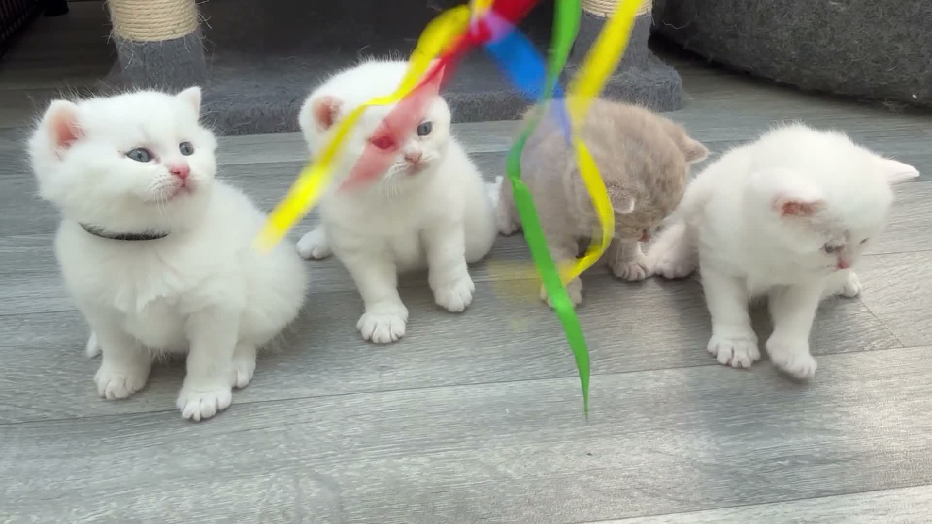 British Shorthair cats for sale: ✨⭐️Beautiful White British shorthair kittens⭐️✨ - Video 1