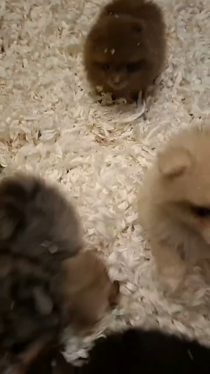 Pomeranian dogs for sale: KC Registered Pomeranian Puppies - Video 1