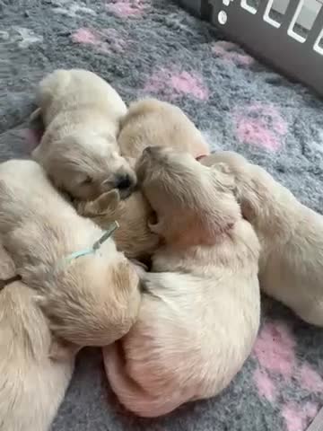 Golden Retriever dogs for sale: *NEW LITTER* GOLDEN PUPPIES! OPEN FOR RESERVATION! - Video 1