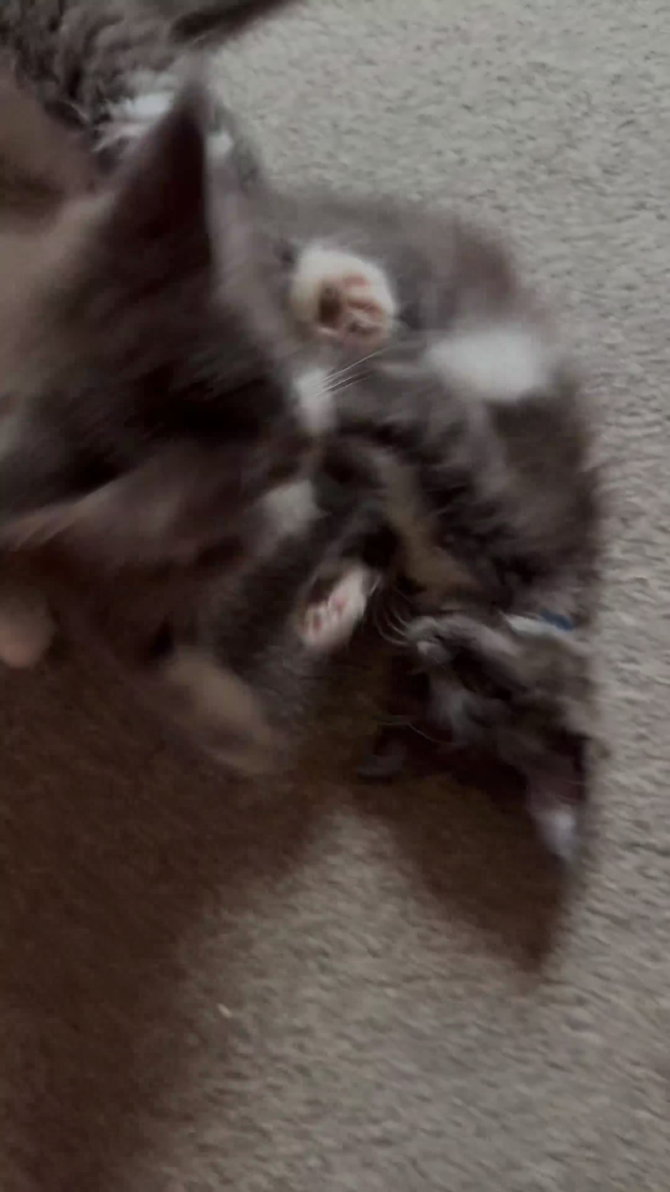 Maine Coon cats for sale: Maine Coon kittens XXL - Video 1