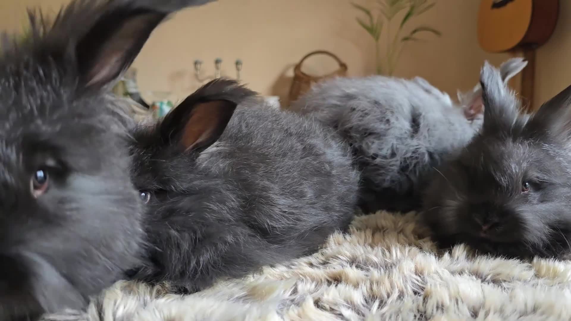 Angora rabbits for sale: Quality Angora Rabbits  - Video 3