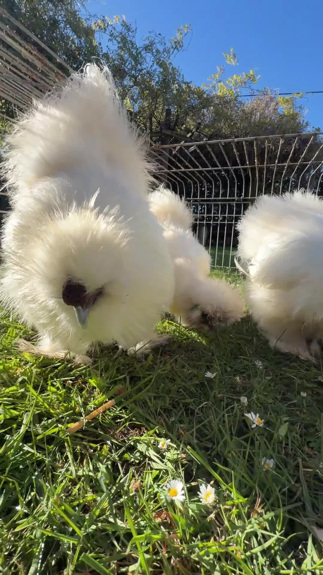 Chickens poultry for sale: Premium Silkie Trio – Laying Now, Beautiful Type - Video 1