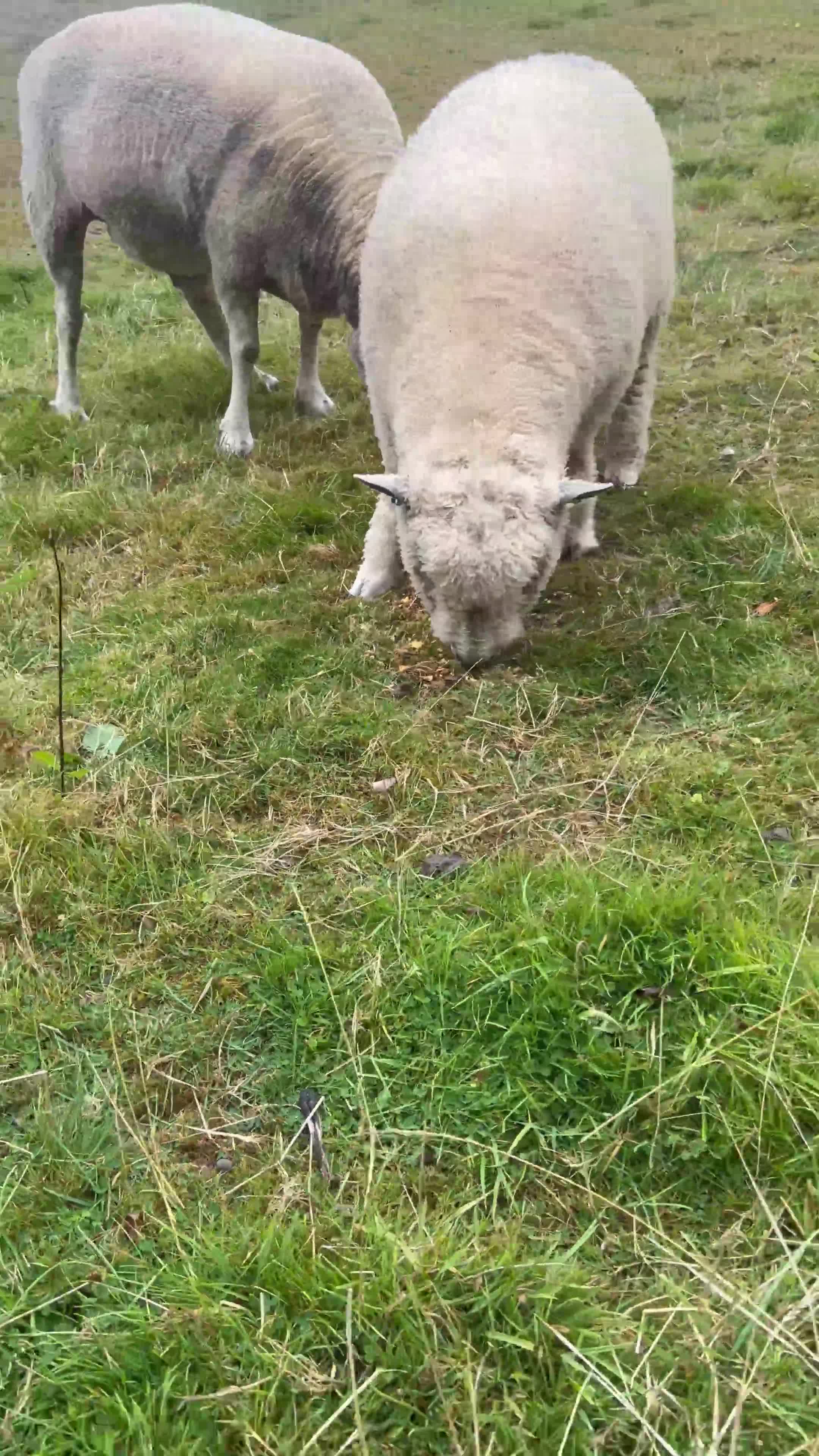 Sheep livestock for sale: Pure bred Ryeland tup - Video 1