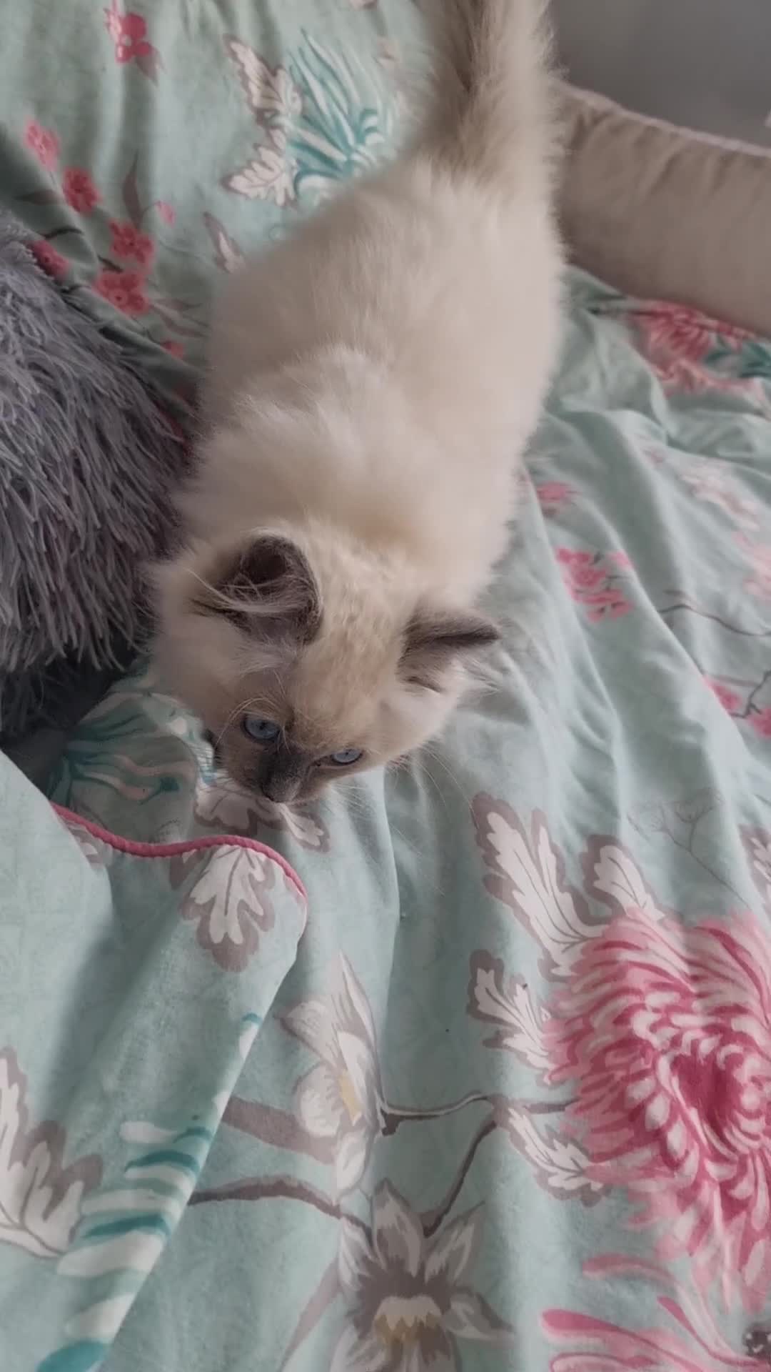 Ragdoll cats for sale: Last Girl Blue point - Ready Now   - Video 1