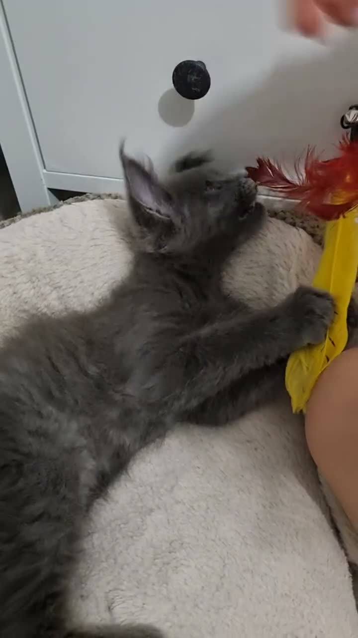 Maine Coon cats for sale: King size Purebred Maine Coon kittens  - Video 1