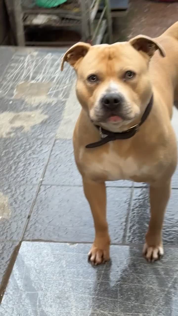 American Bull Staffy dogs for stud: *stud only * Powder our beautiful staff - Video 2