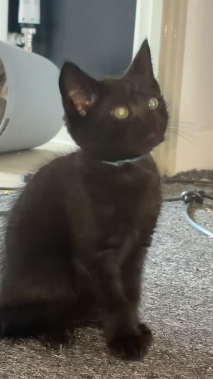 Mixed Breed cats for sale: 2 gorgeous Male kittens - Video 2