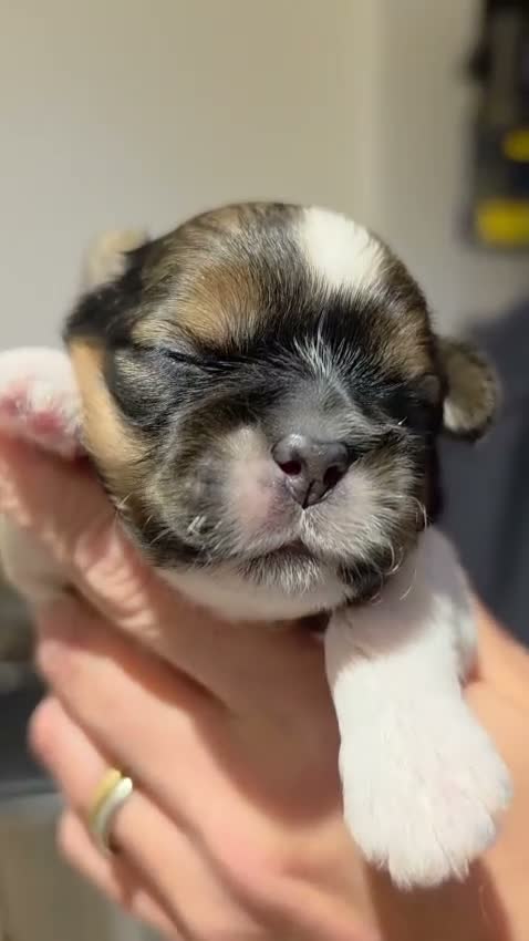 Shih Tzu dogs for sale: 🐶🐾 7 PUPPIES AVAILABLE, PLEASE SEE VIDEOS 🐾🐶 - Video 2